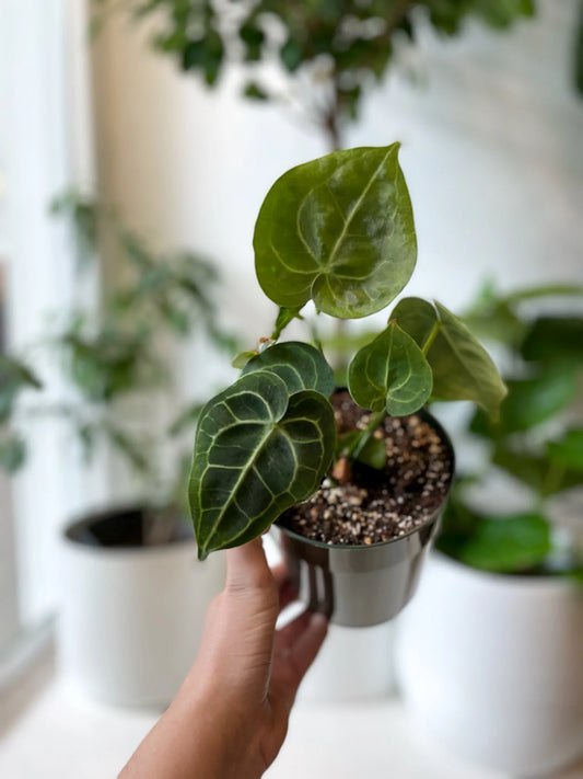 A Guide to Thriving Anthurium: Tips for Care and Cultivation