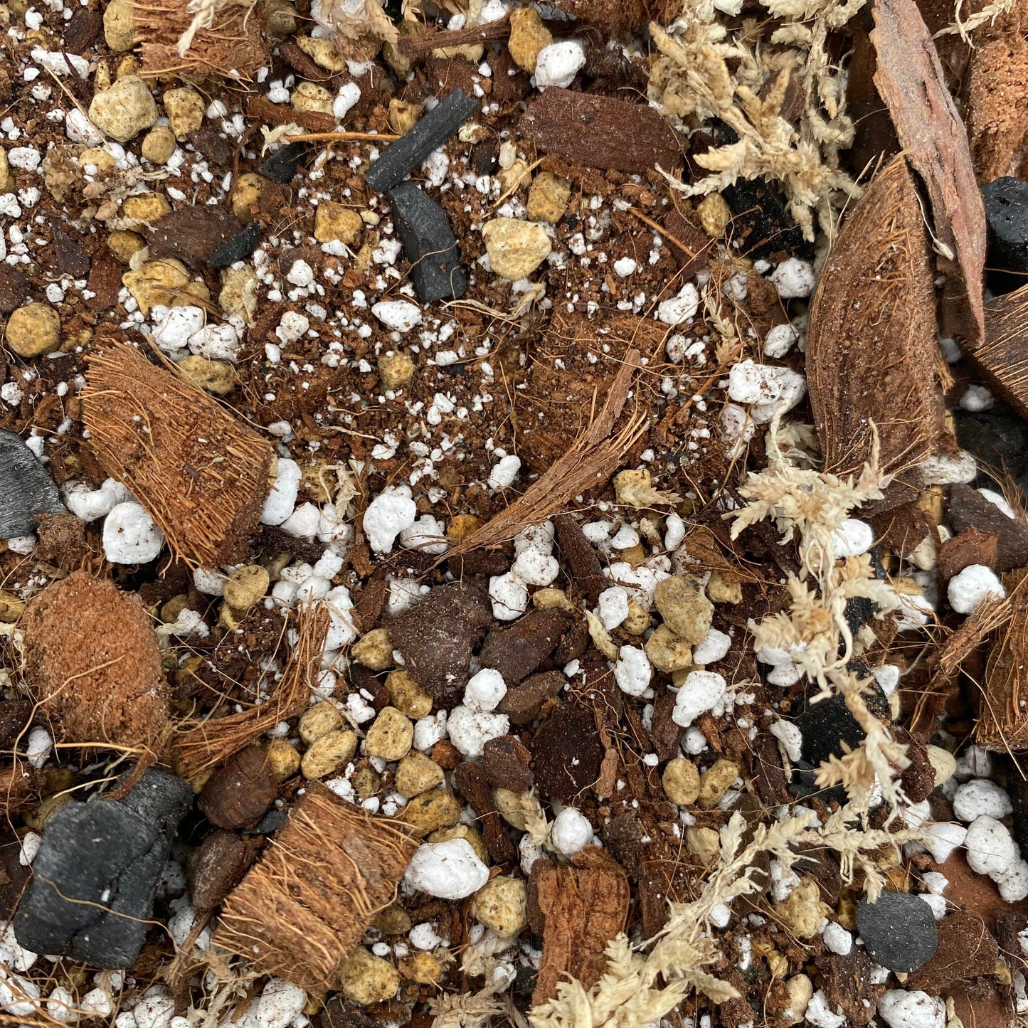 Mélange succulent de Molly