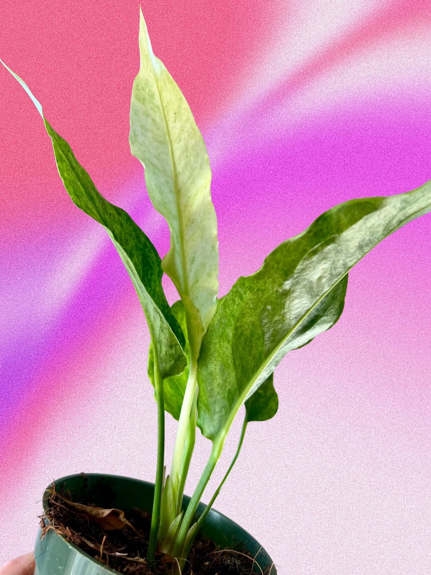 Anthurium hookeri variegata