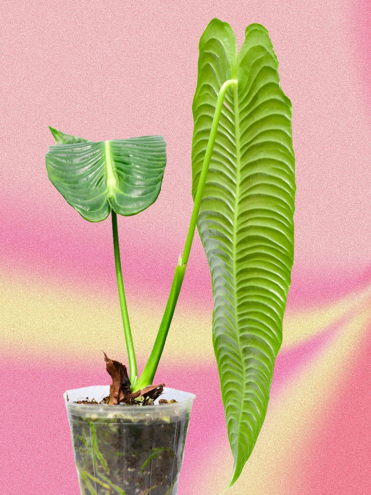 Anthurium veitchii