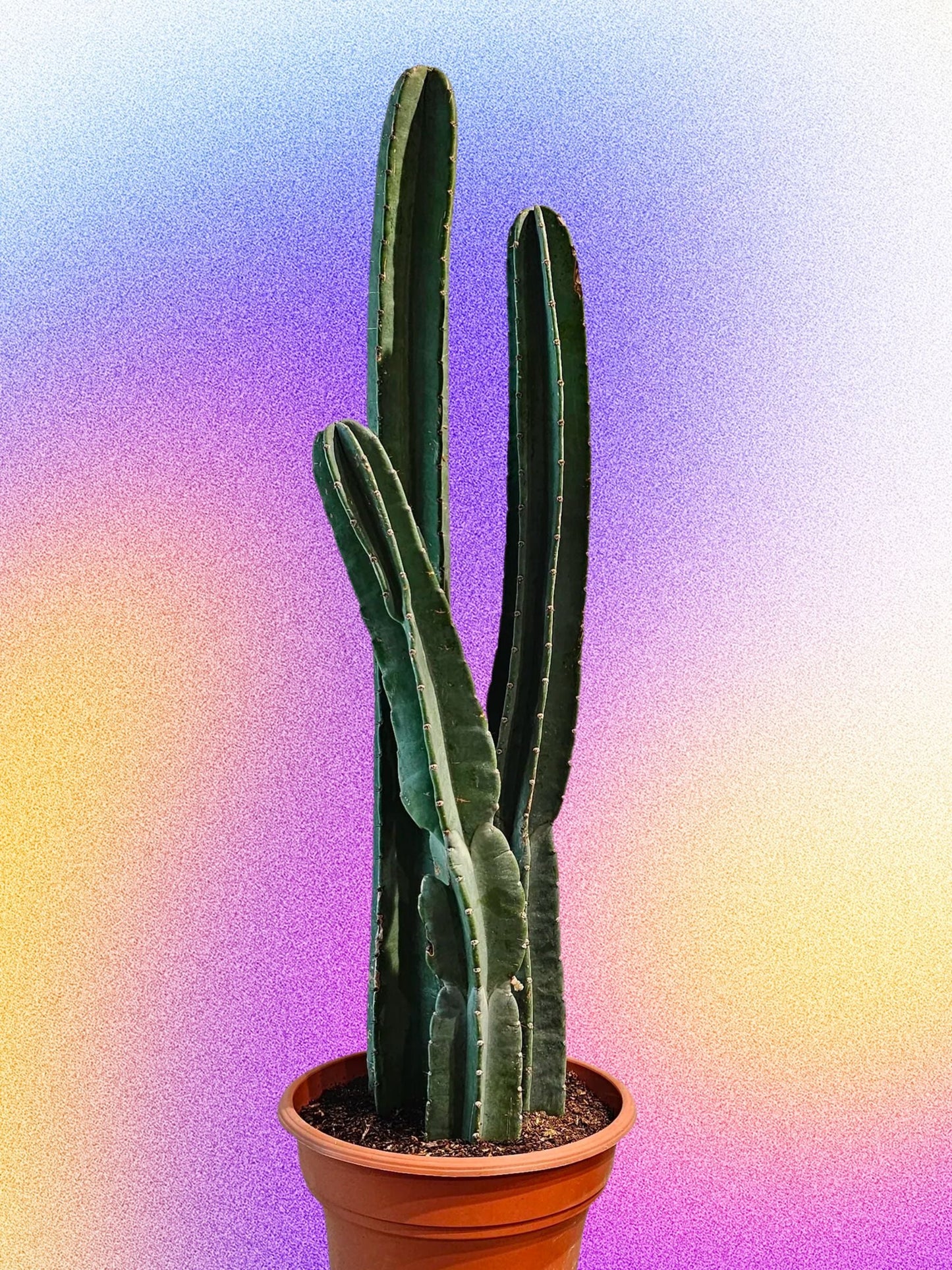 Cereus repandus 'Cactus pomme péruvien'