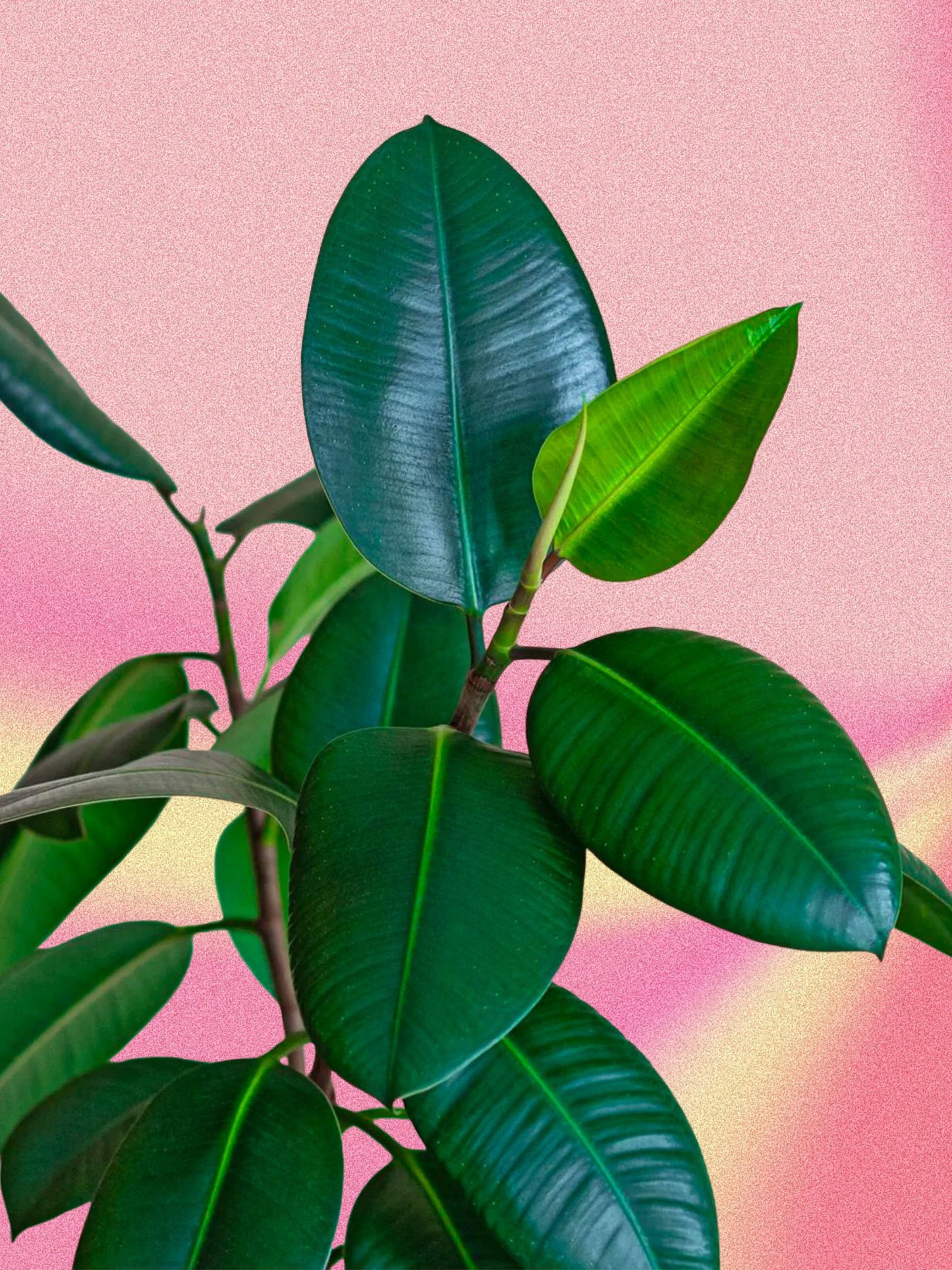 Ficus elastica 'Burgundy'