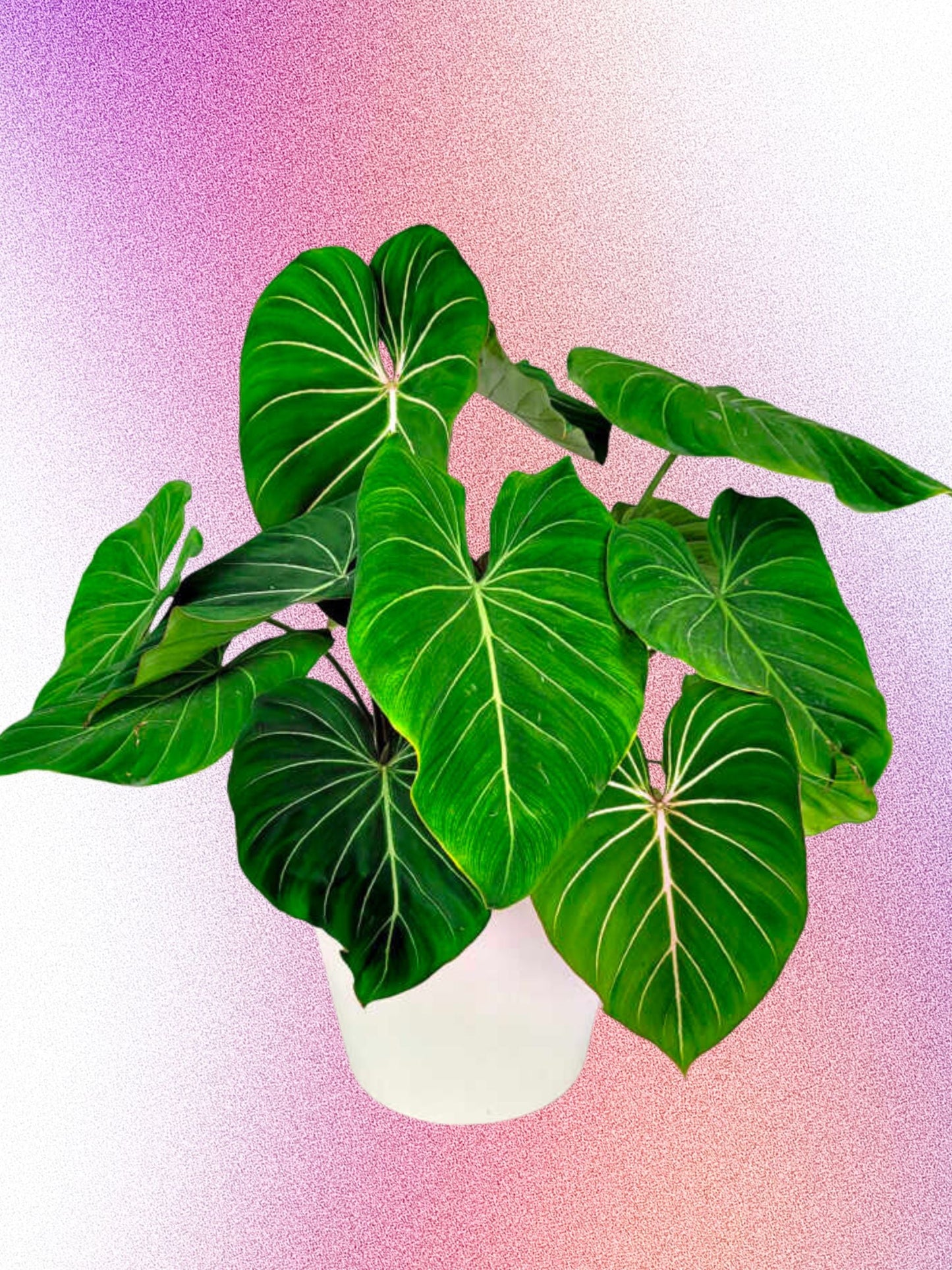 Philodendron gloriosum