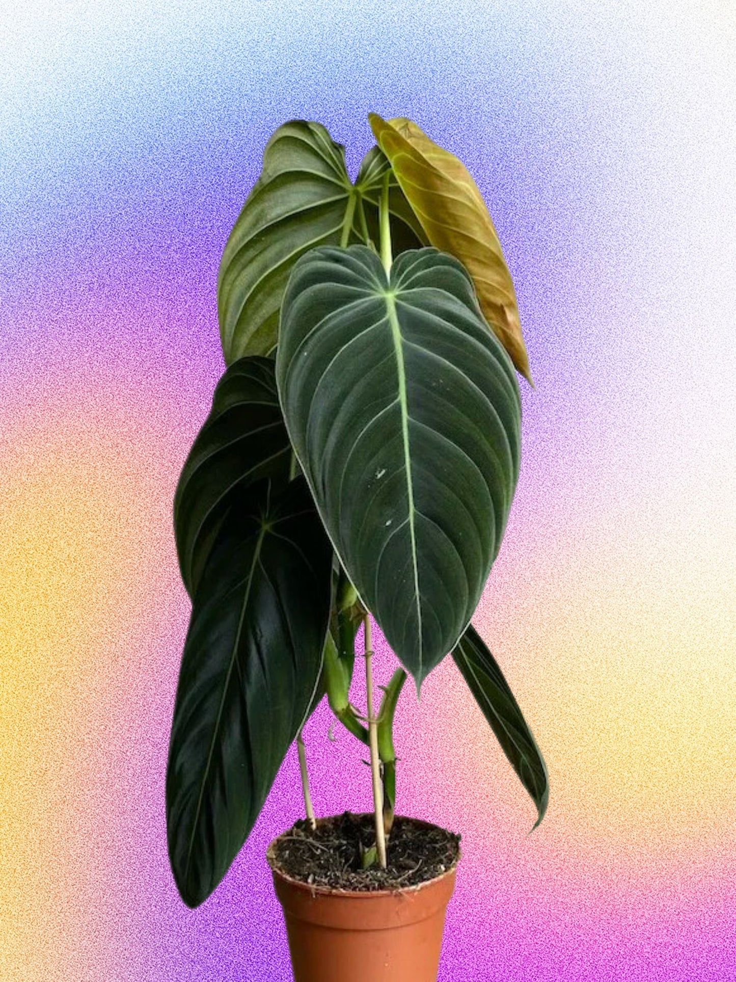 Philodendron melanochrysum