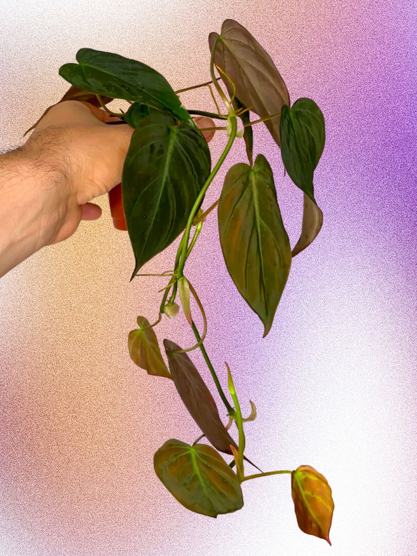 Philodendron micans