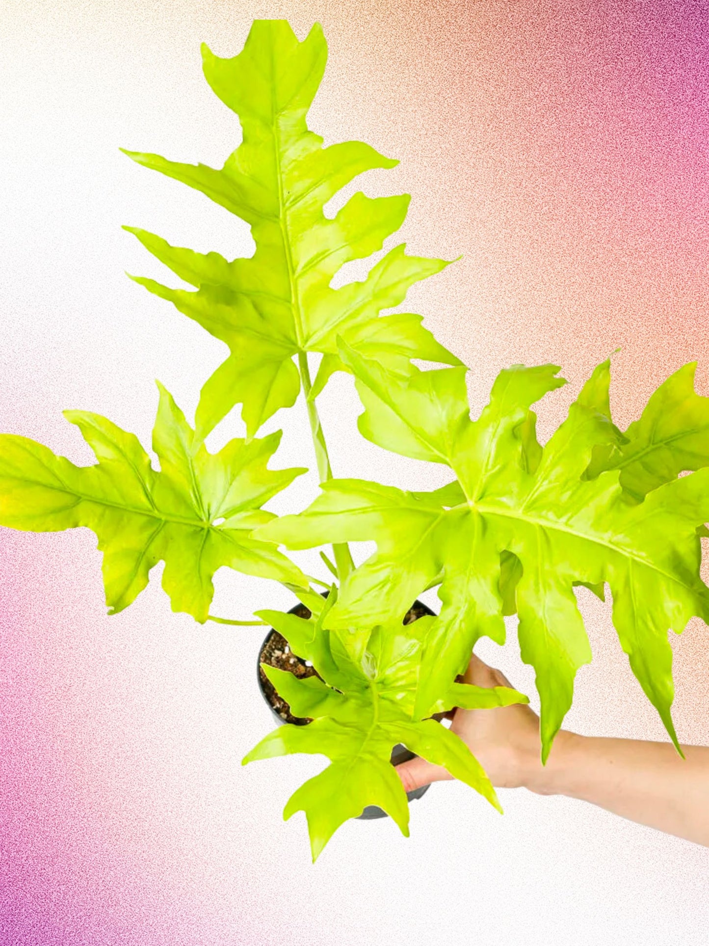 Philodendron warscewiczii aurea