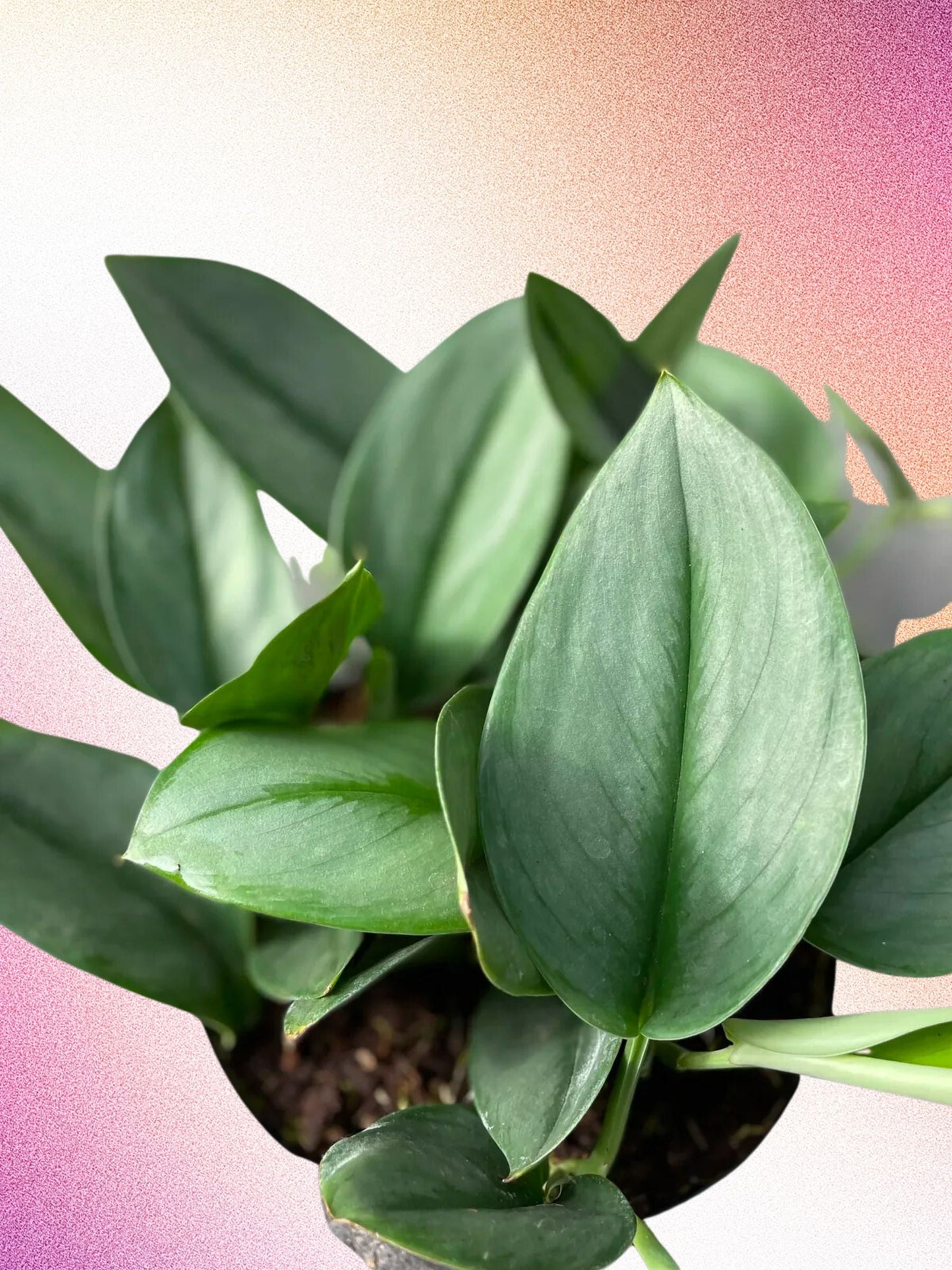 Scindapsus treubii 'Clair de lune'