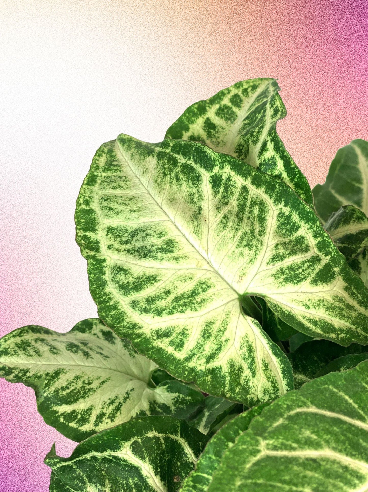 Syngonium podophyllum 'Go Glo'