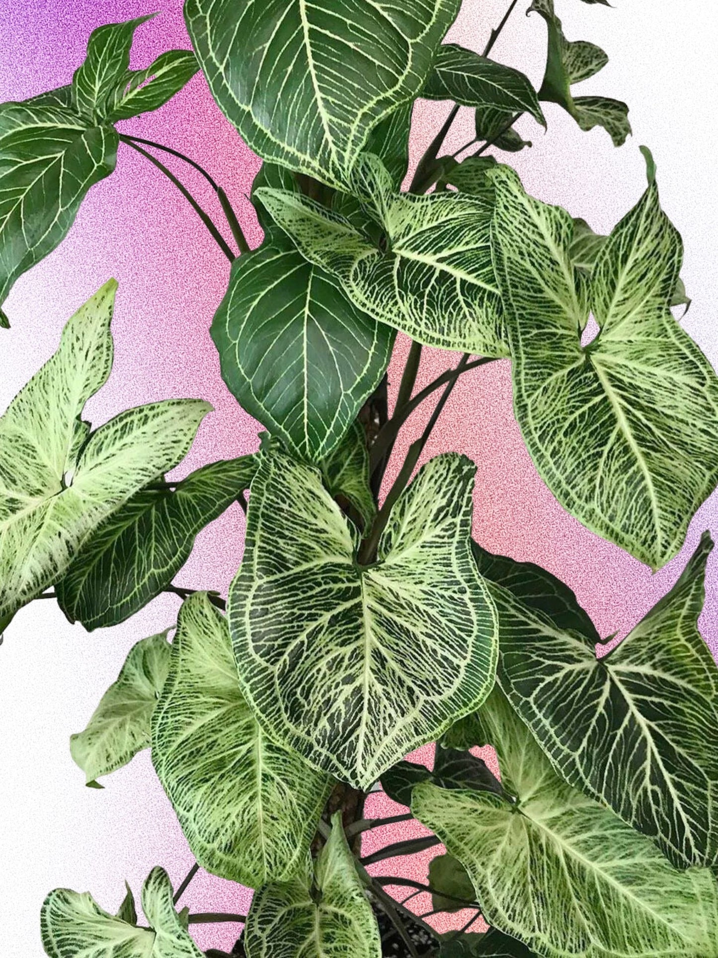 Syngonium podophyllum 'Batik'