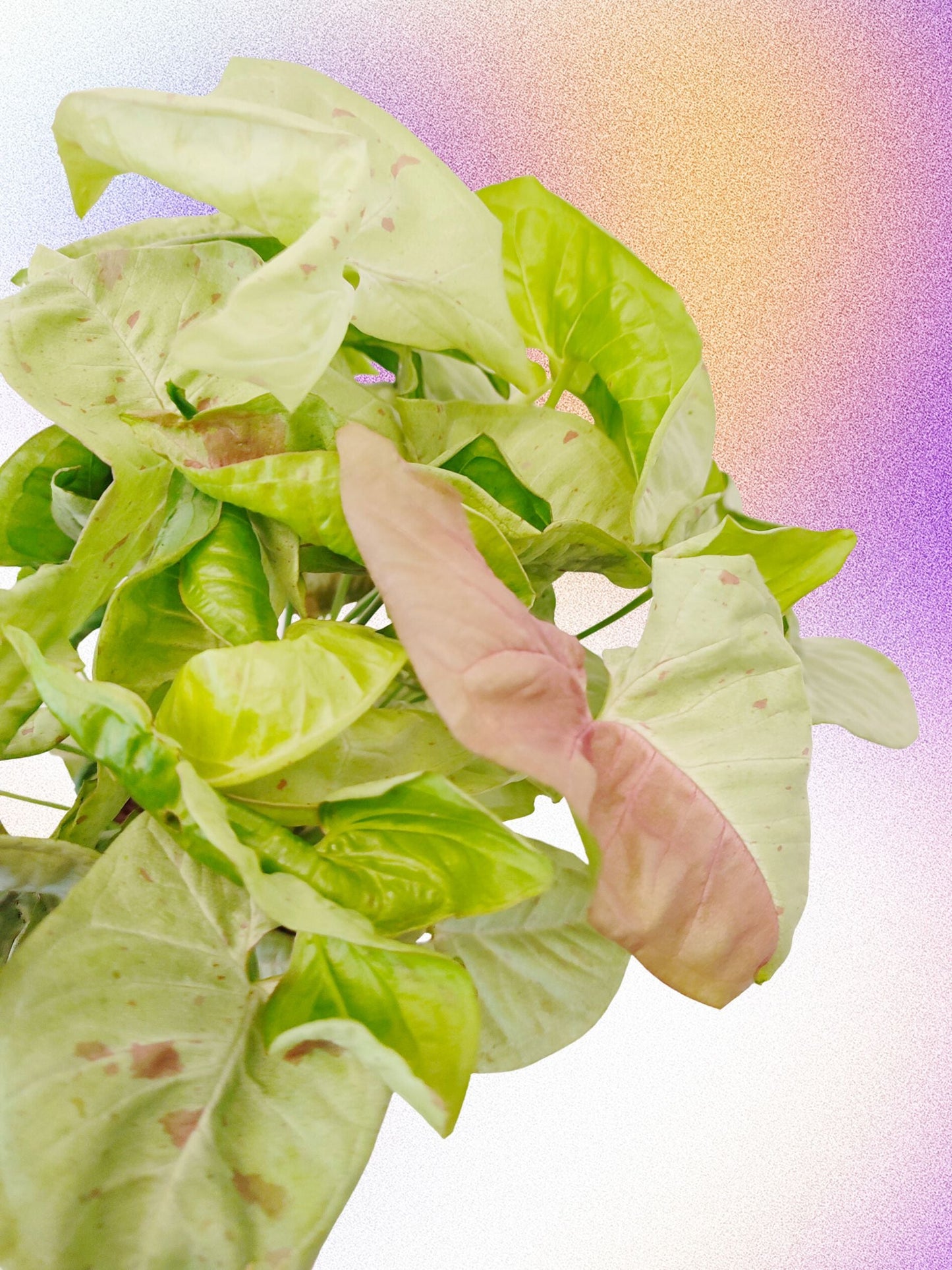 Syngonium podophyllum 'Milk Confetti'