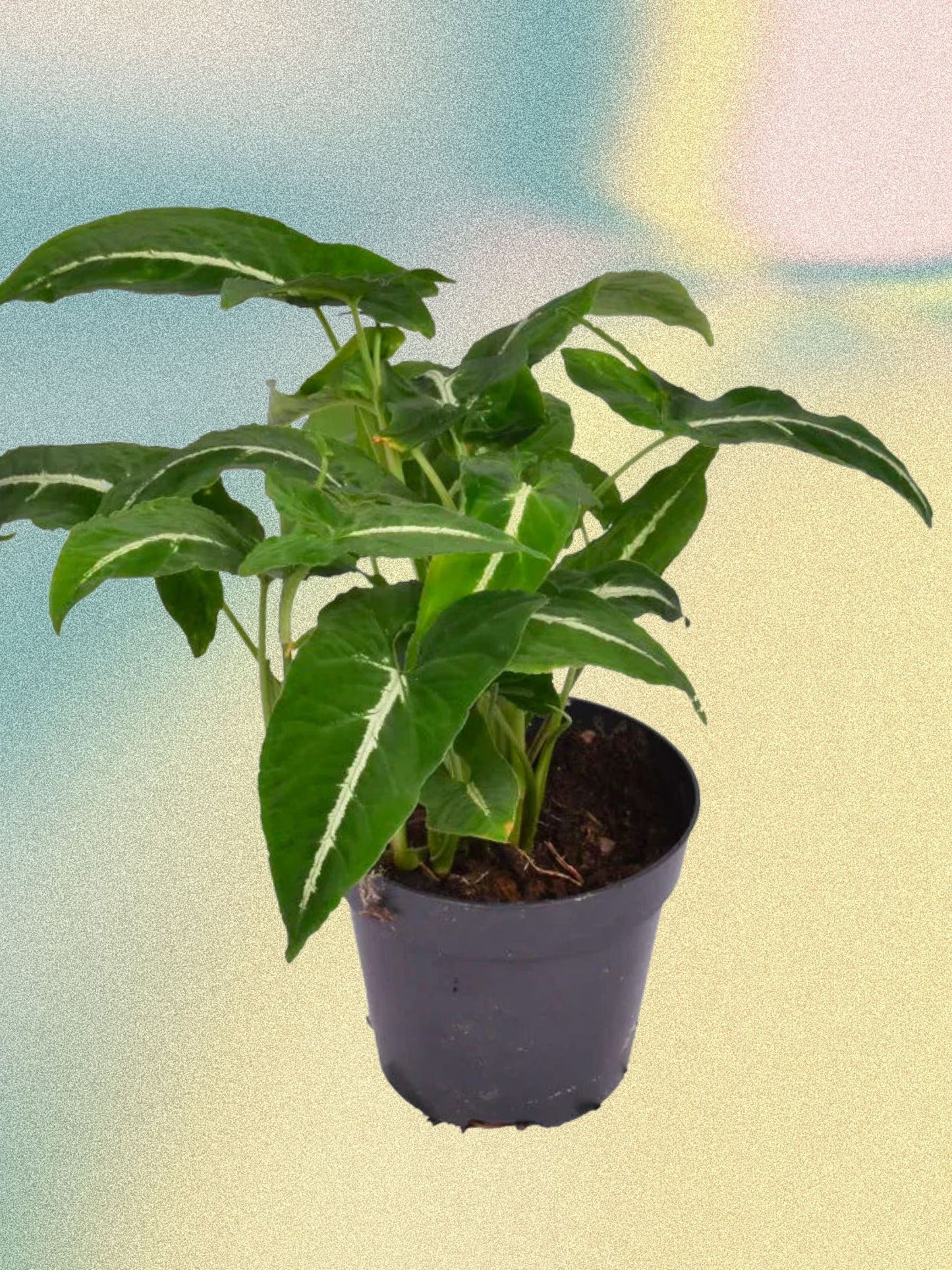 Syngonium wendlandii