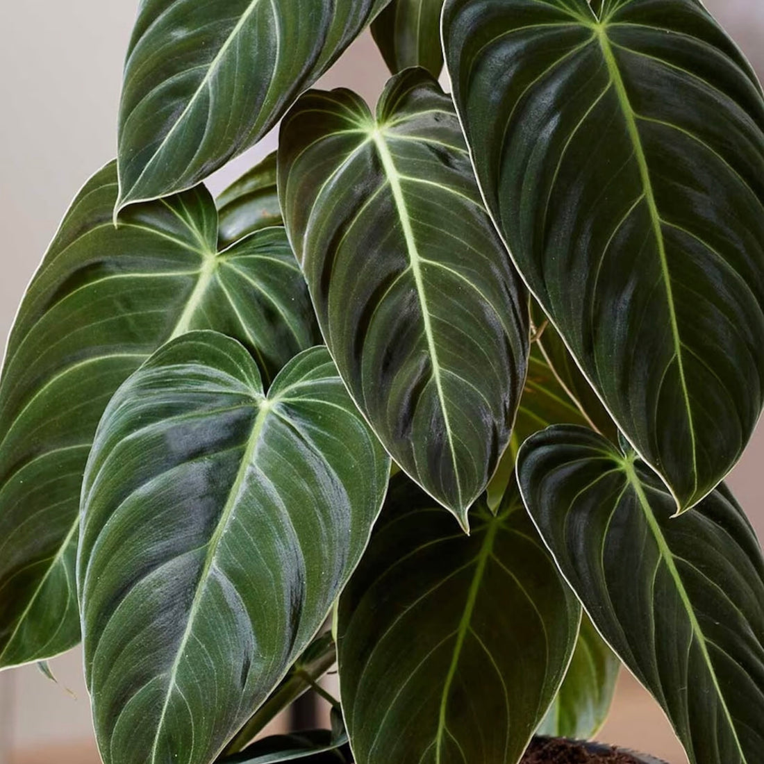 Propagating Philodendron Melanochrysum: A Guide to Successful Stem Cuttings