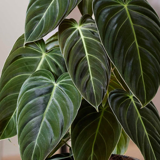 Propagating Philodendron Melanochrysum: A Guide to Successful Stem Cuttings