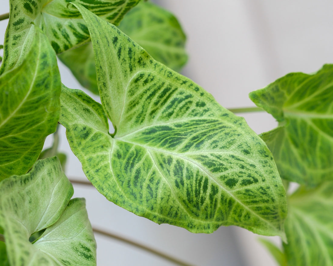 Syngonium Houseplant Care Guide