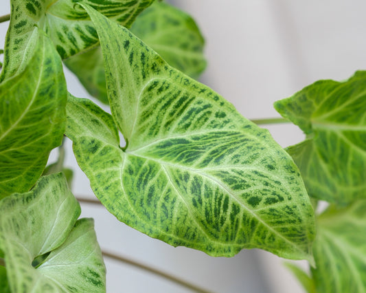 Syngonium Houseplant Care Guide