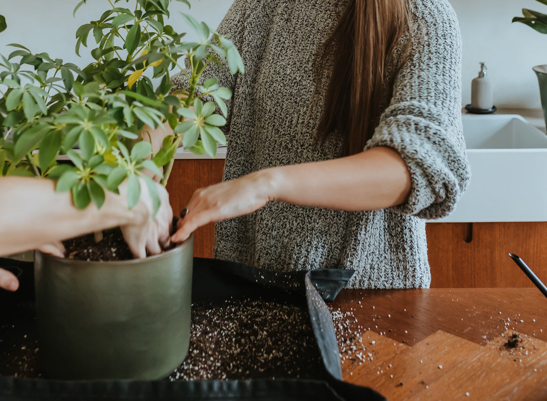 When to Repot: An Expert Guide