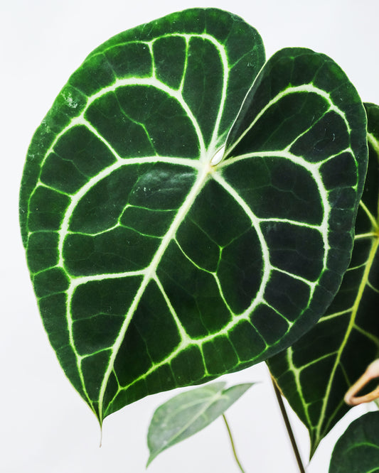 A Quick Guide to Breeding Anthurium