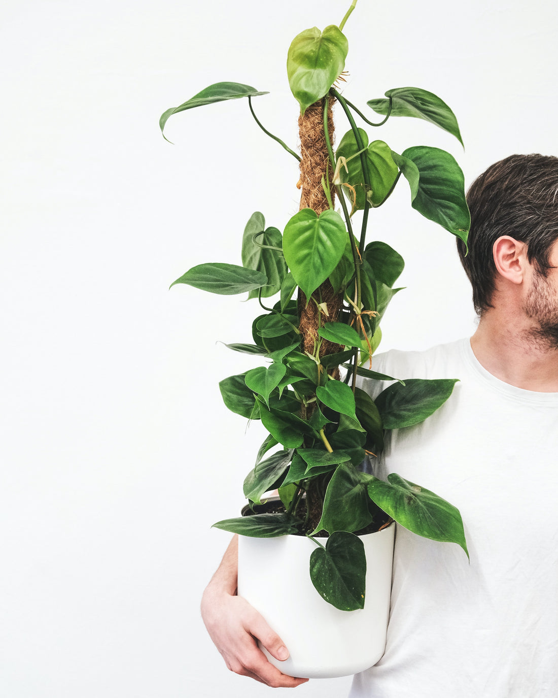 Growing Climbing Plants on Sphagnum Moss Poles: A Guide