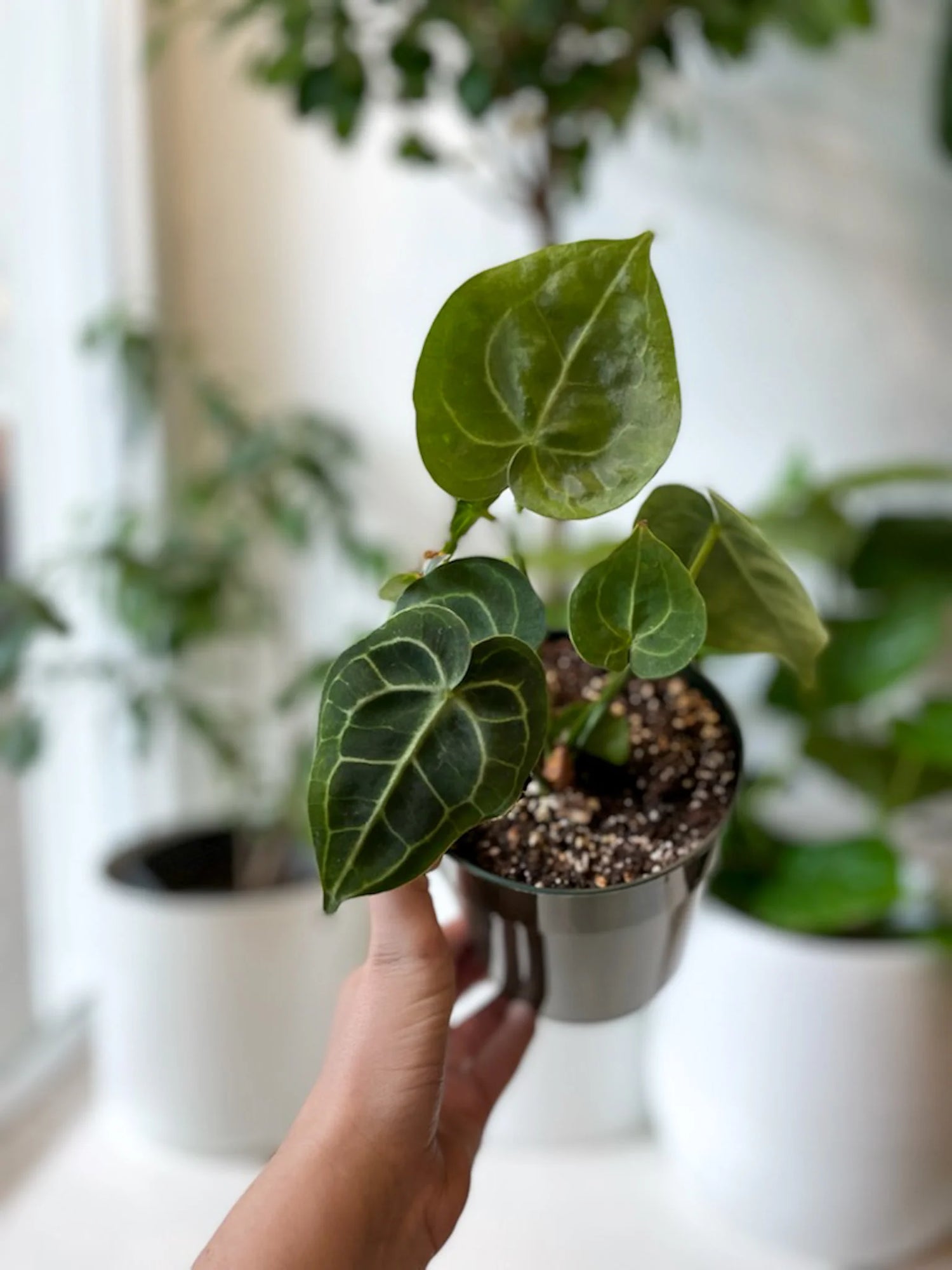 A Guide to Thriving Anthurium: Tips for Care and Cultivation