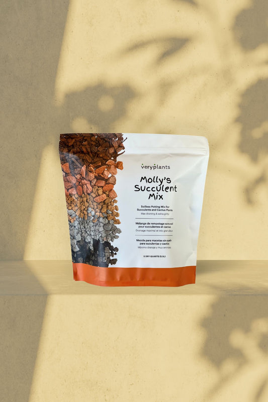 Mélange succulent de Molly