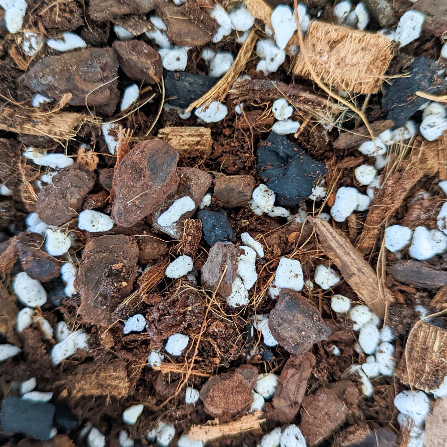 Mélange Aroid de Molly