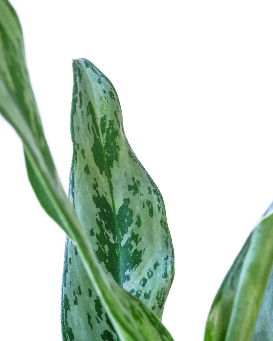 Aglaonema