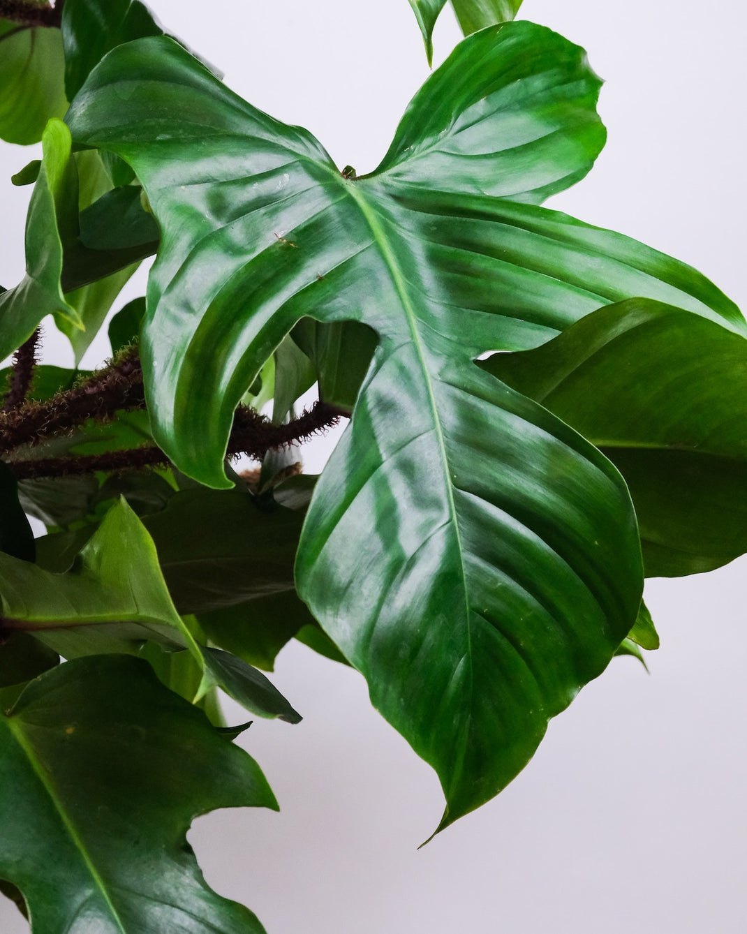 Philodendron