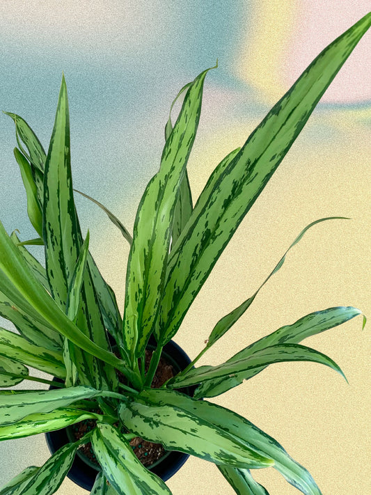 Aglaonema 'Cutlass'