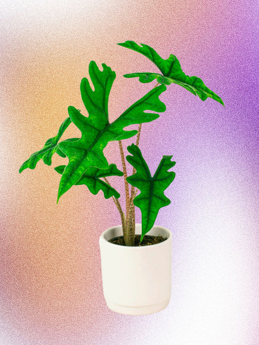 Alocasia 'Jacklyn'