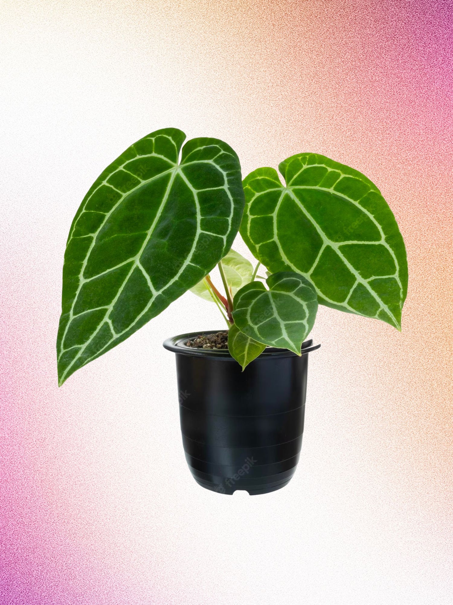 Anthurium clarinervium