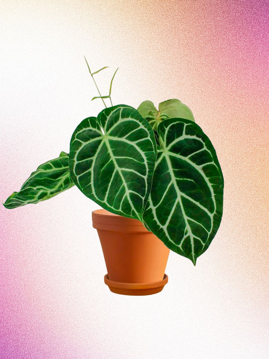 Anthurium crystallinum