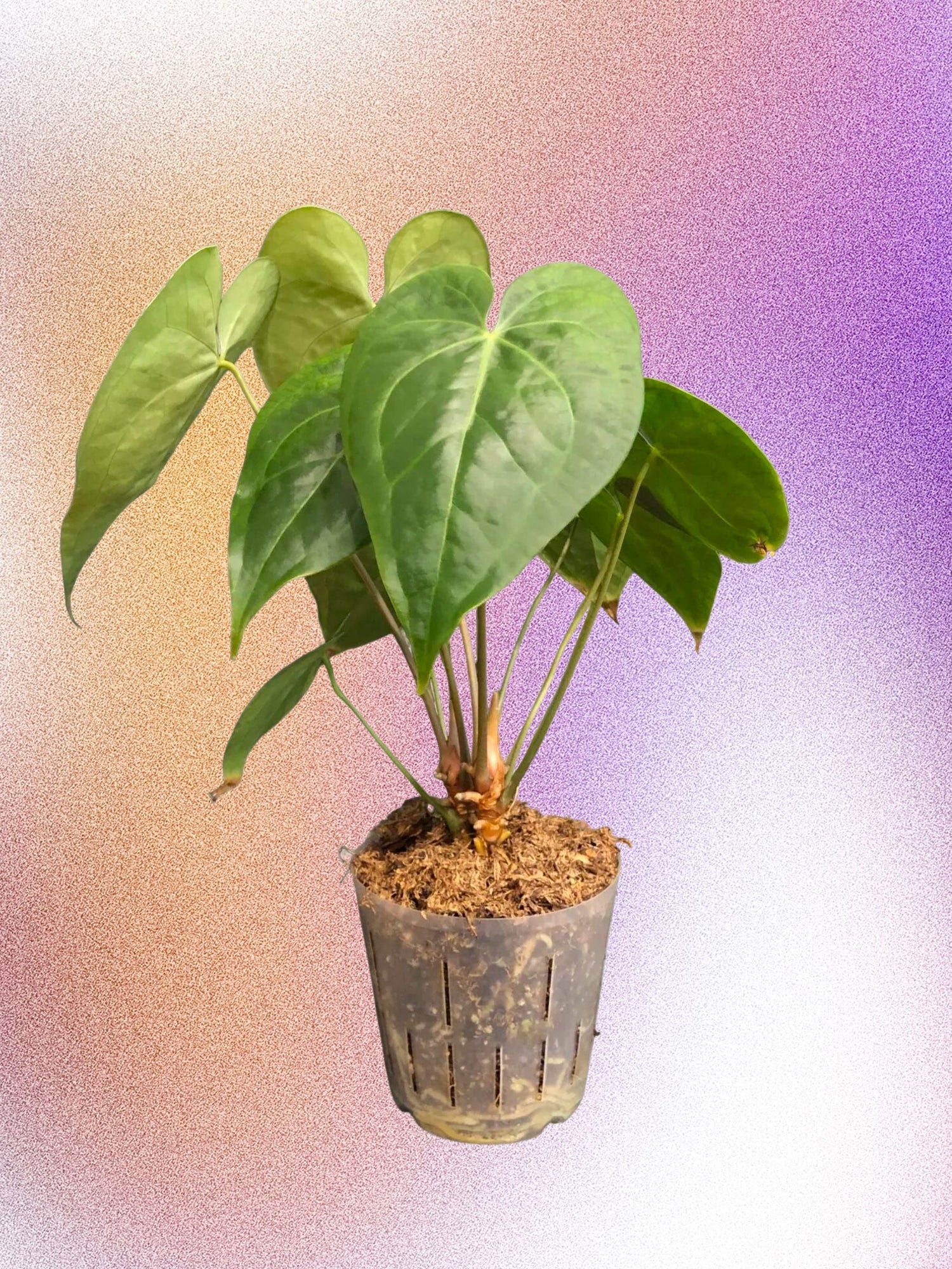 Anthurium 'Pterodactyl'