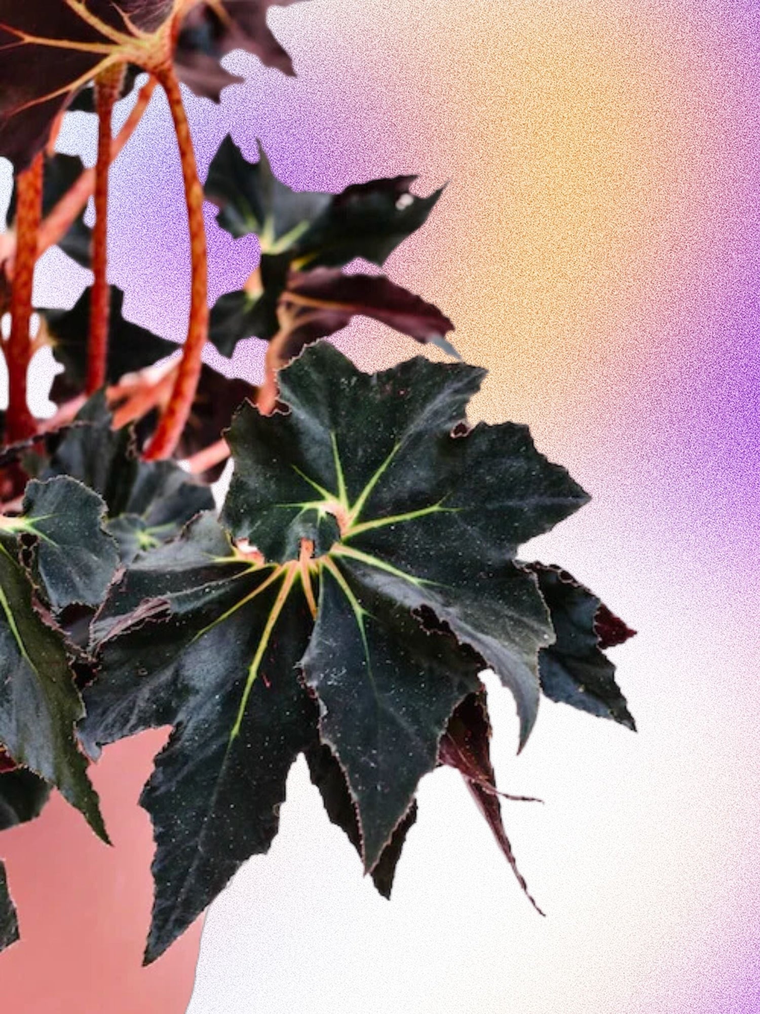 Begonia 'Black Fang'