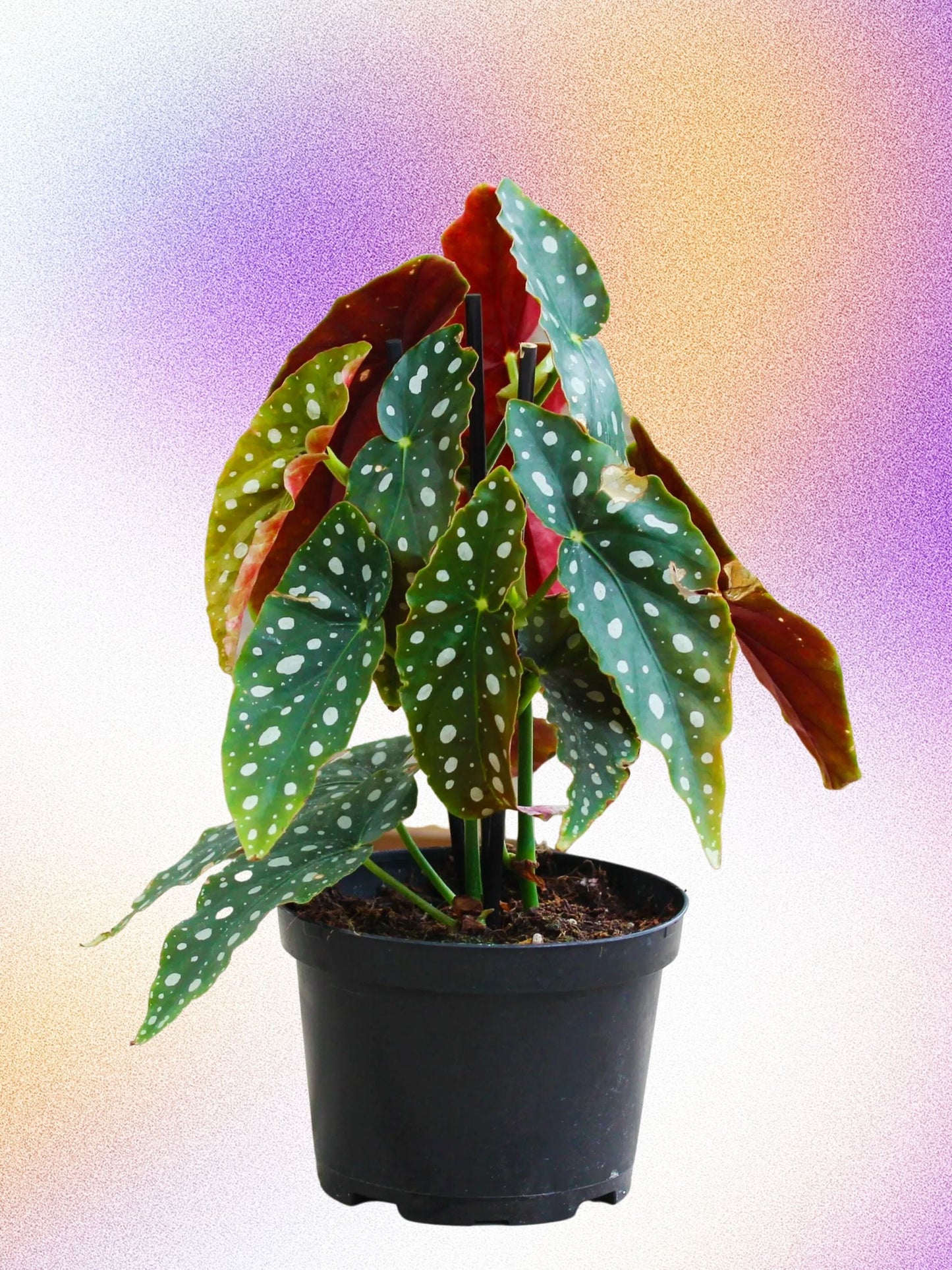 Begonia maculata