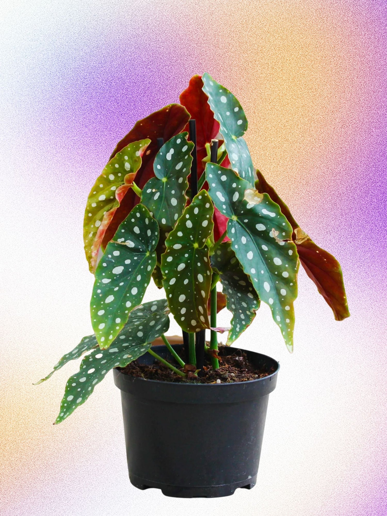 Begonia maculata