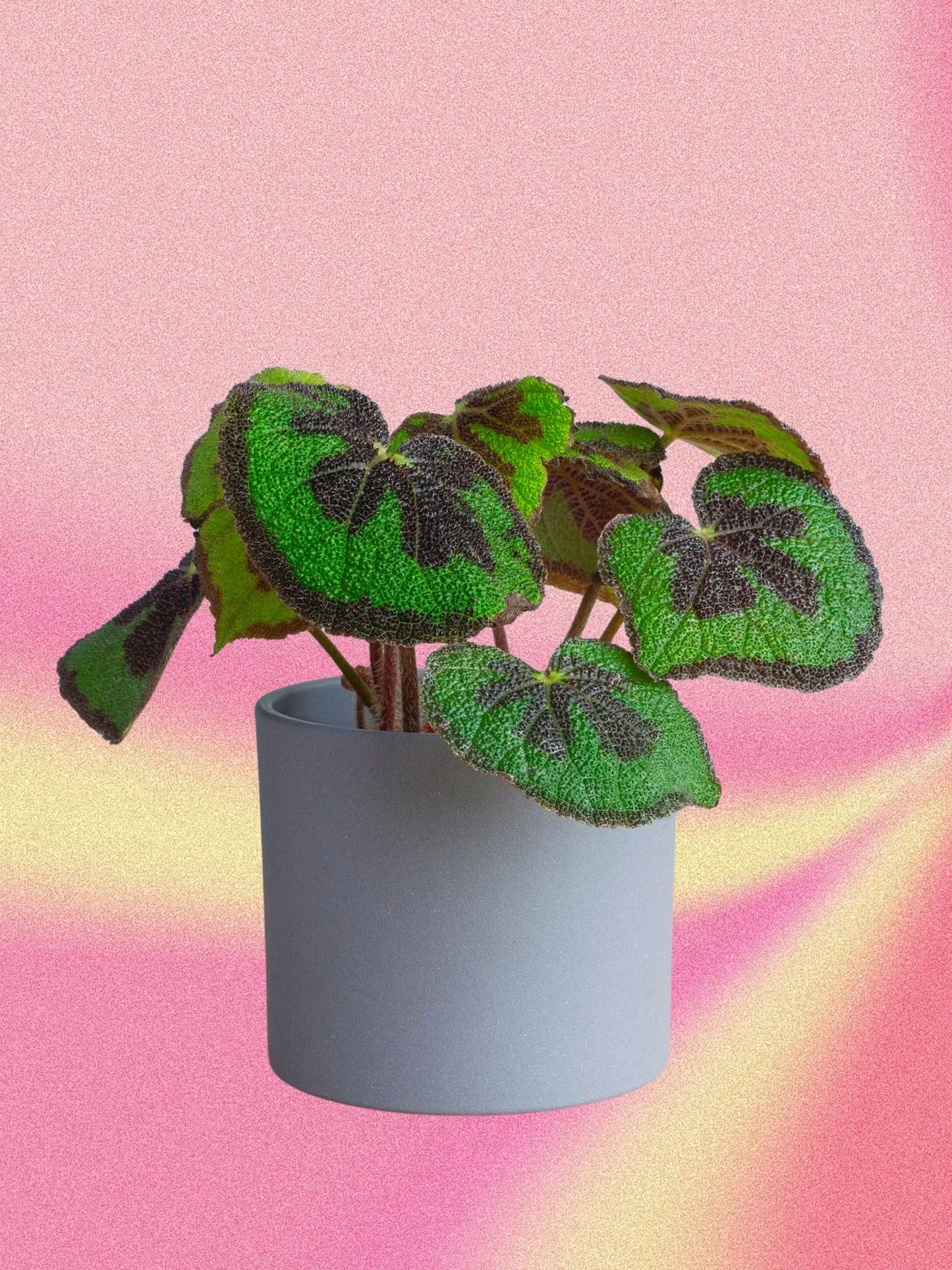 Bégonia masoniana 'Croix de Fer'