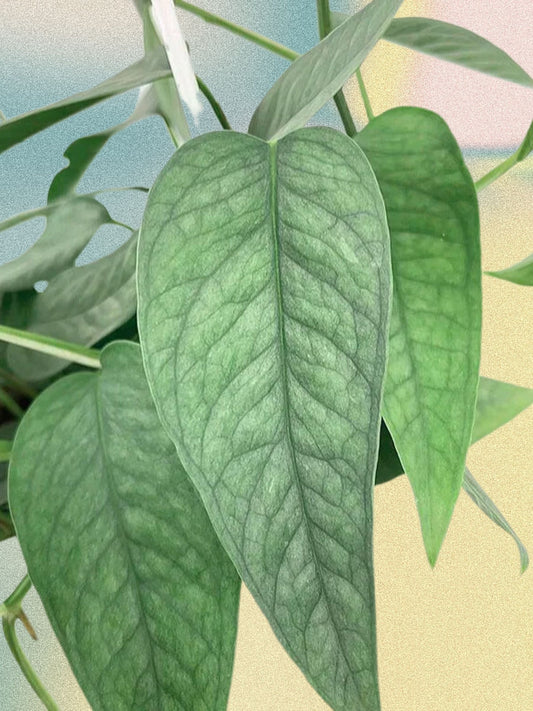 Pothos Epipremnum 'Cebu Blue'