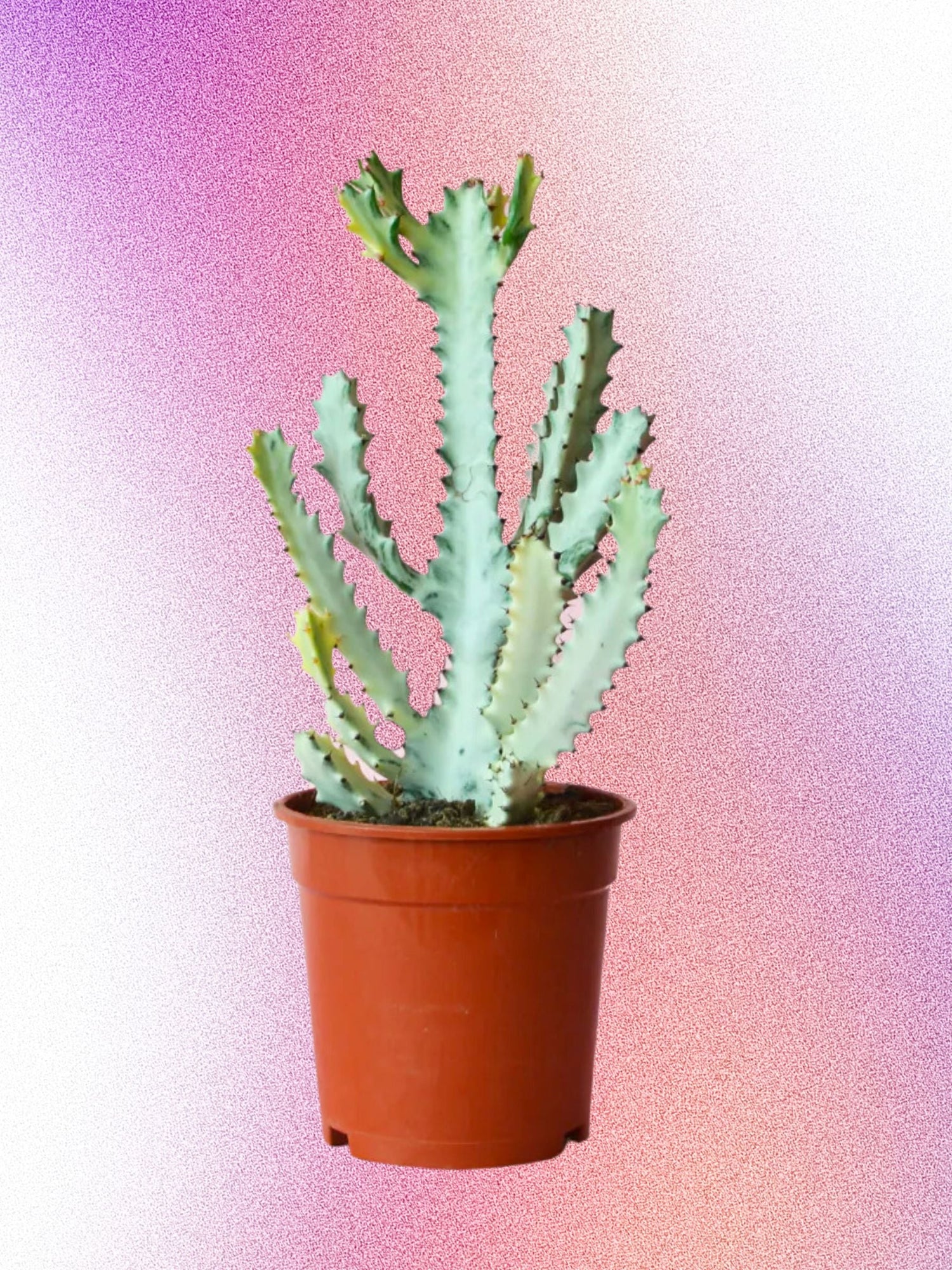 Euphorbia lactea 'White Ghost'