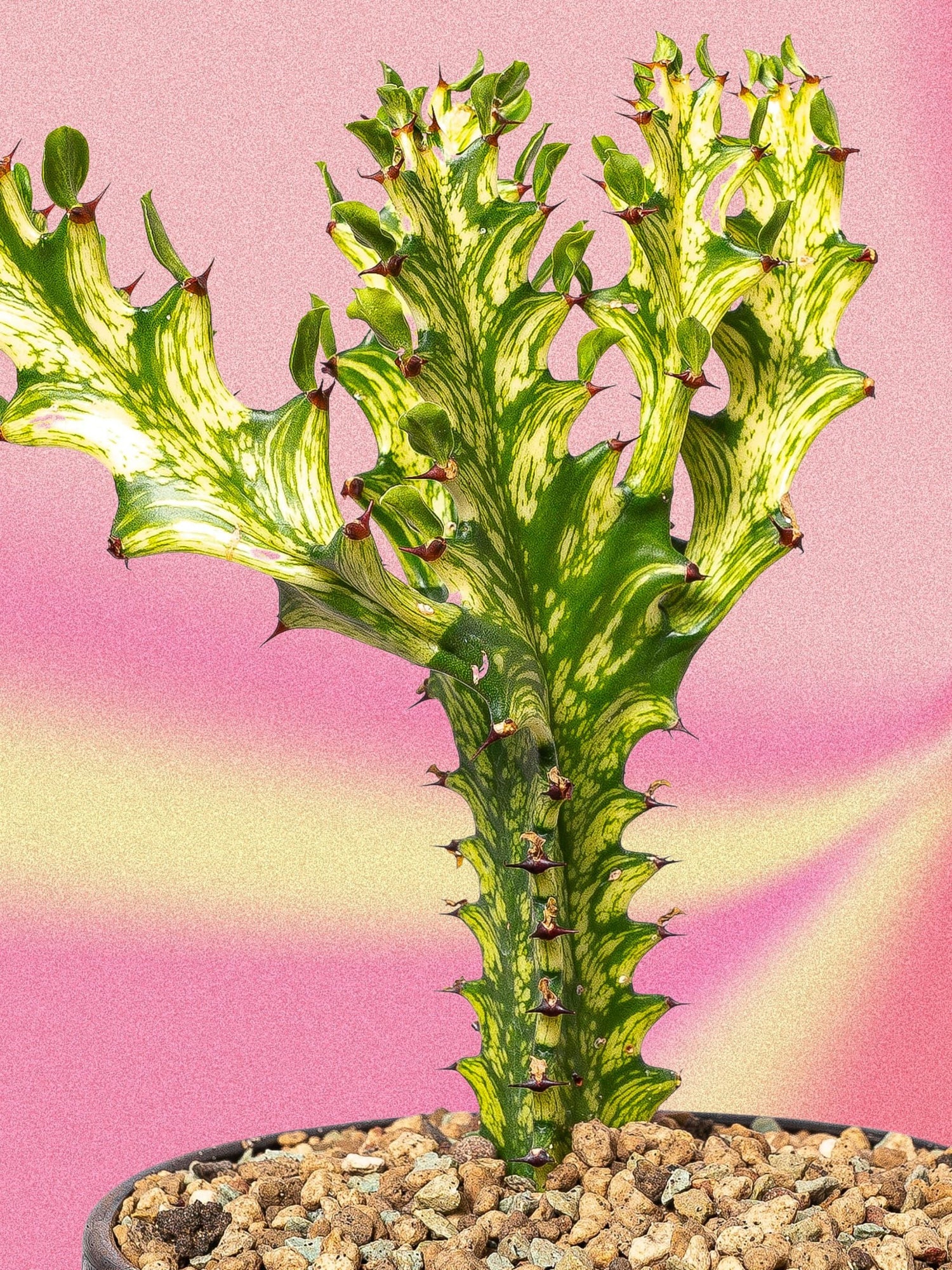 Euphorbia trigona variegata