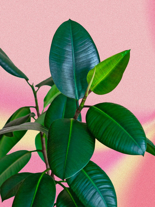 Ficus elastica 'Bourgogne'