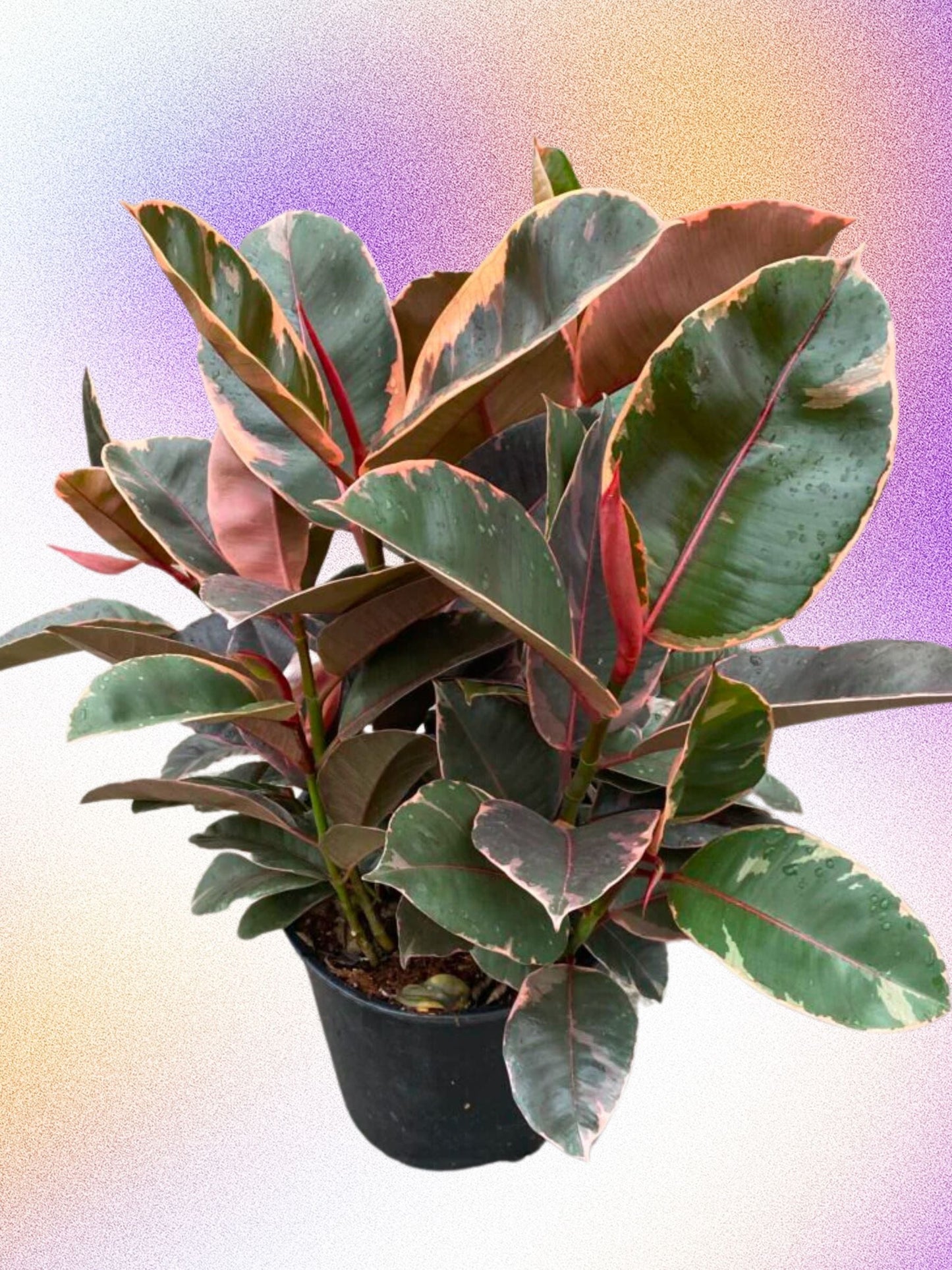 Ficus elastica 'Ruby'