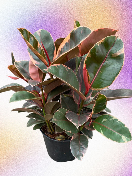 Ficus elastica 'Rubis'