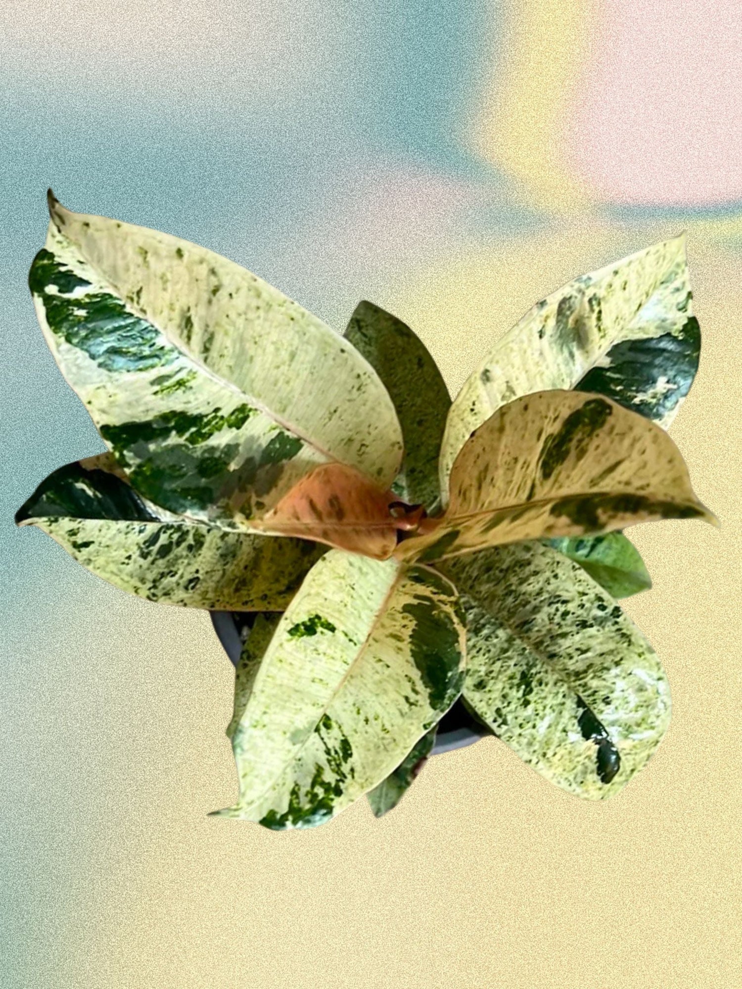 Ficus elastica 'Shivereana Moonshine'