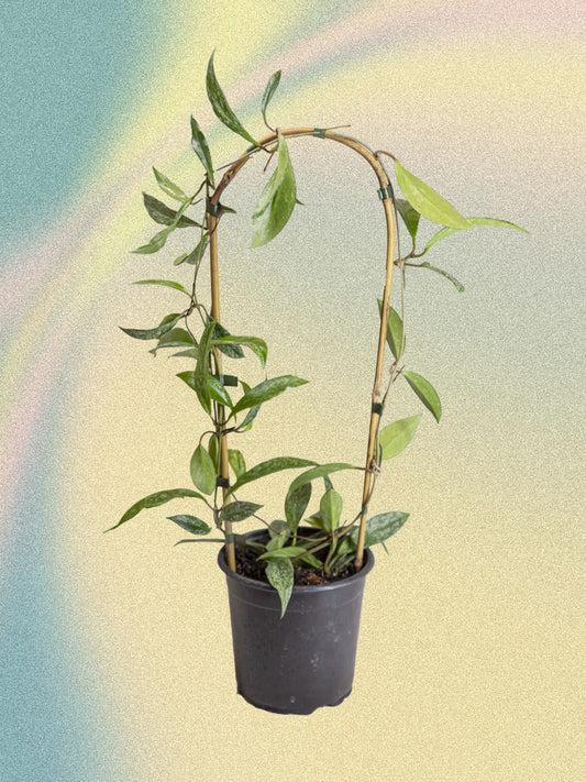 Hoya pubicalyx 'Splash'