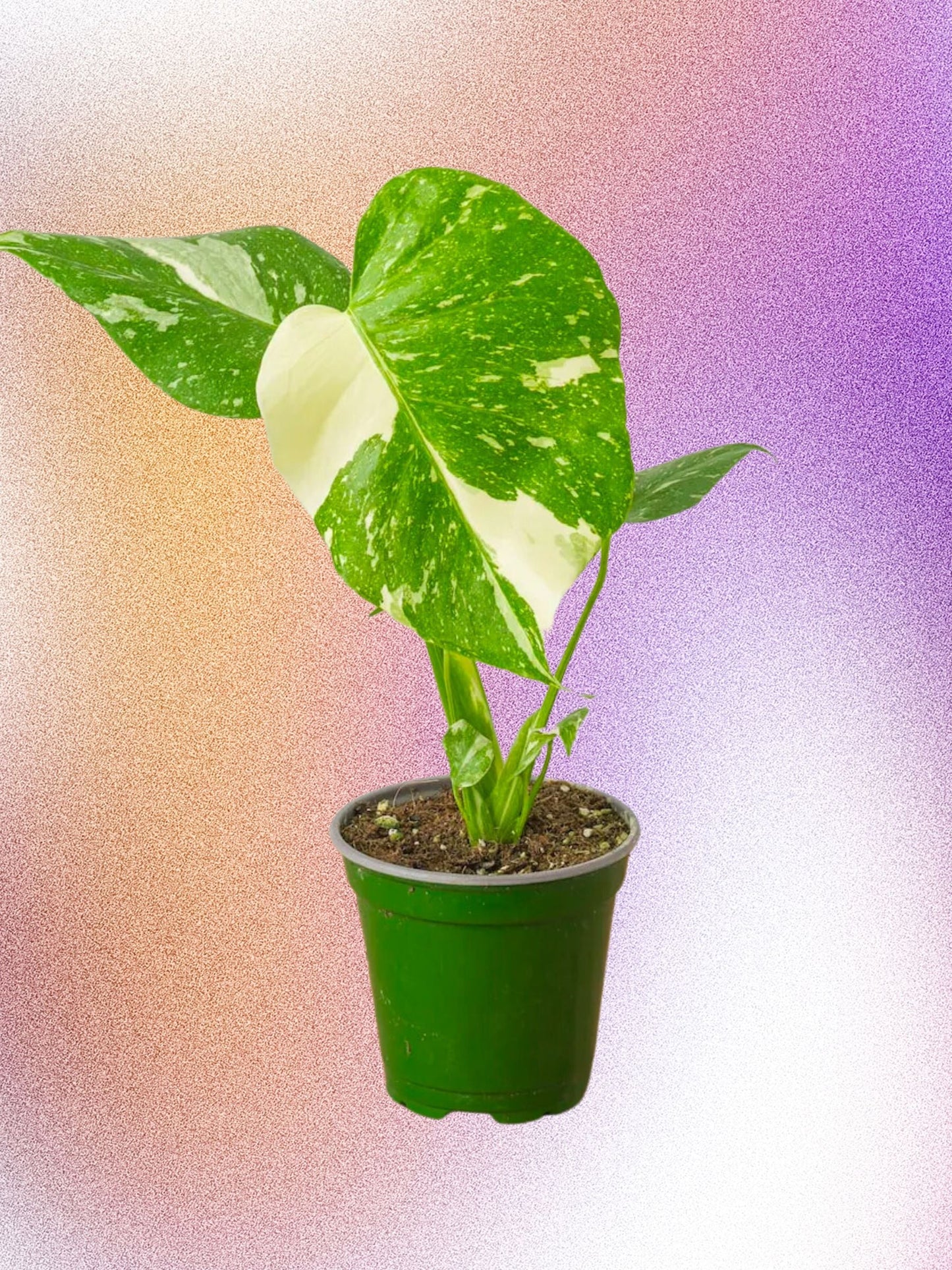 Monstera deliciosa 'Constellation thaïlandaise'