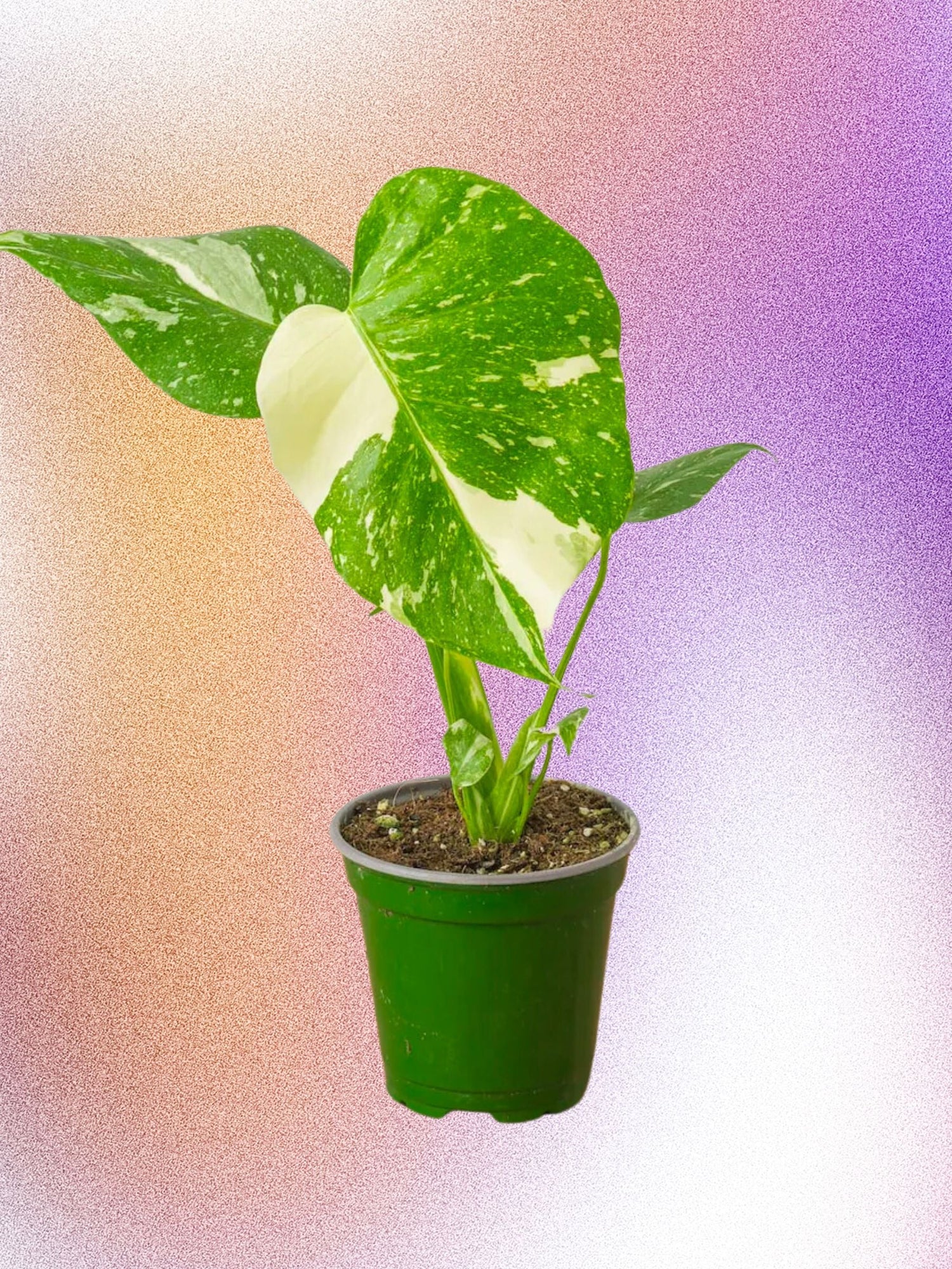 Monstera deliciosa 'Constellation thaïlandaise'