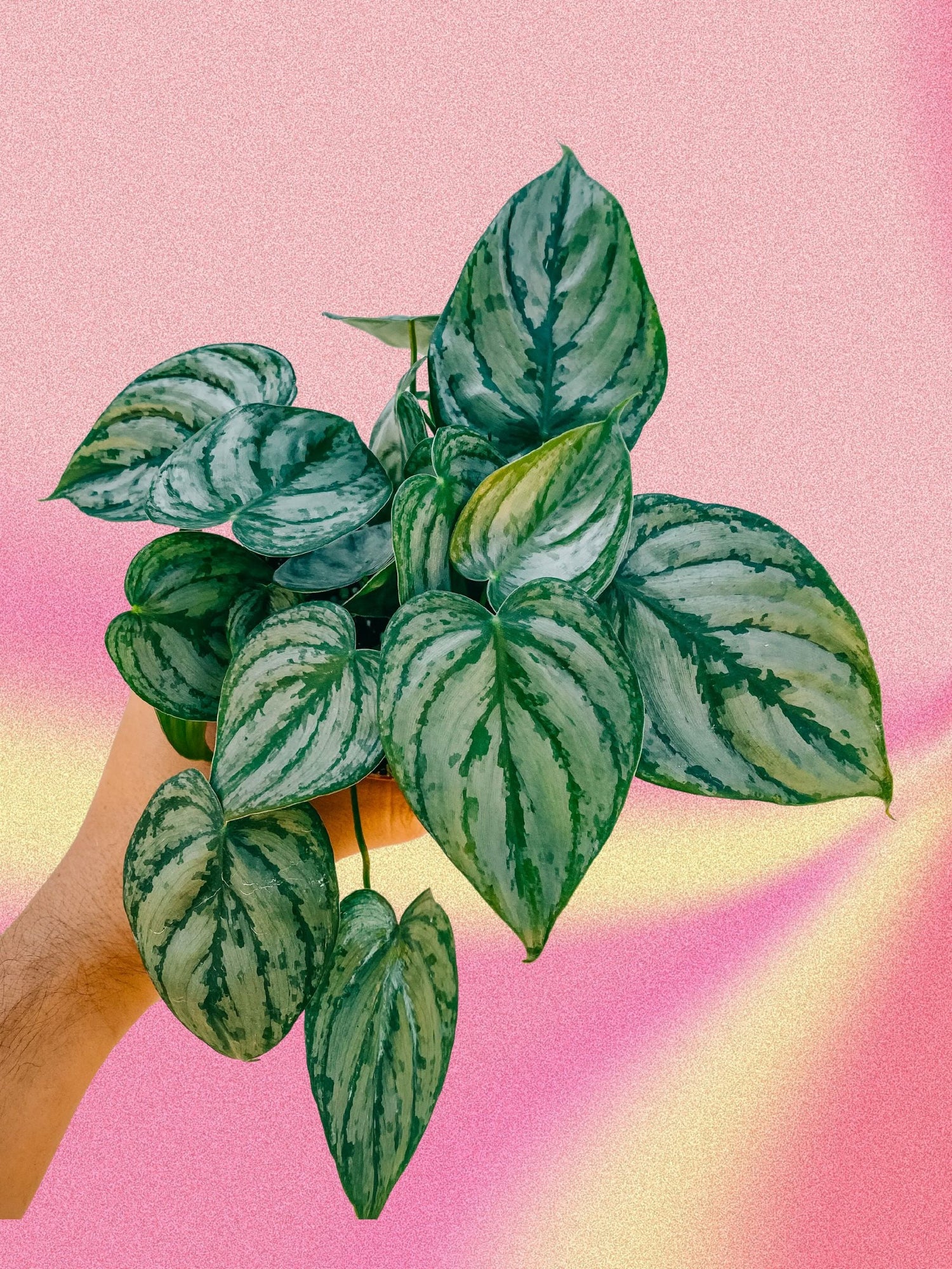 Philodendron brandtianum