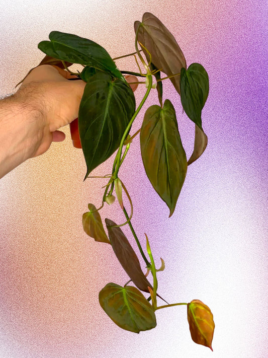 Philodendron micans