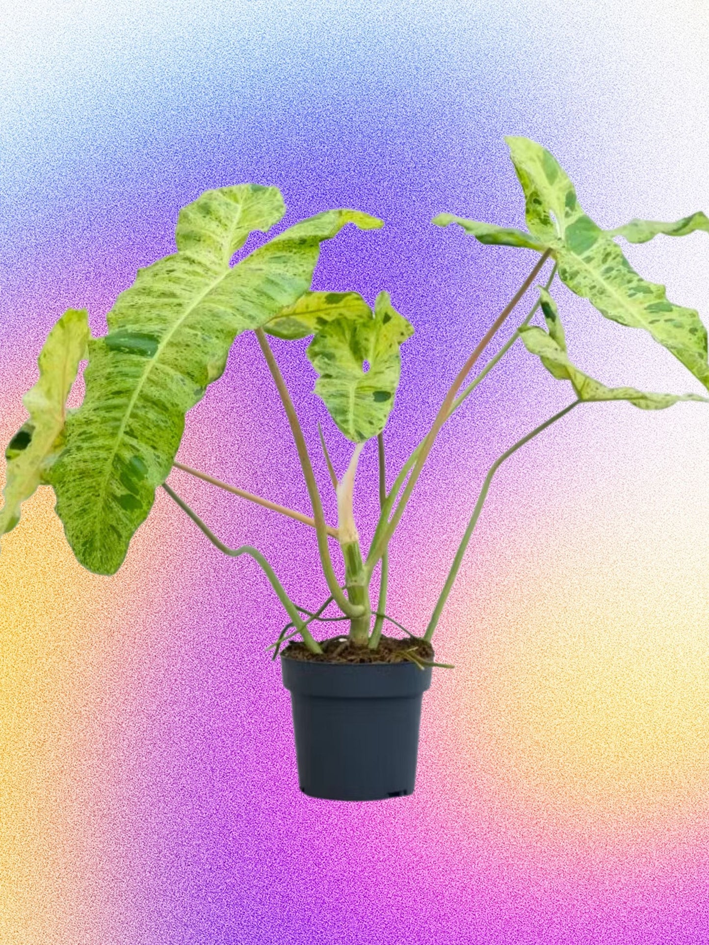 Philodendron 'Paraiso Verde'