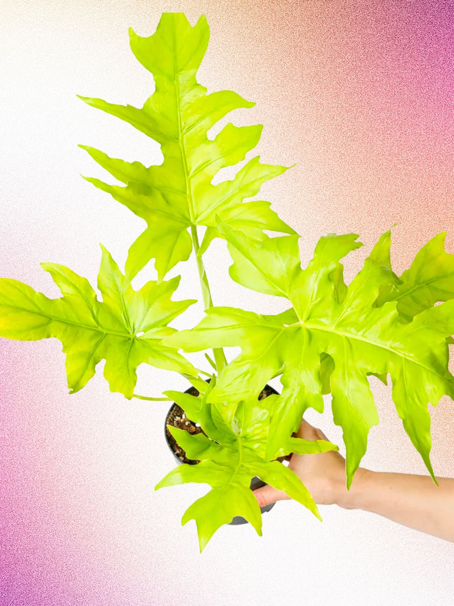 Philodendron warscewiczii aurea